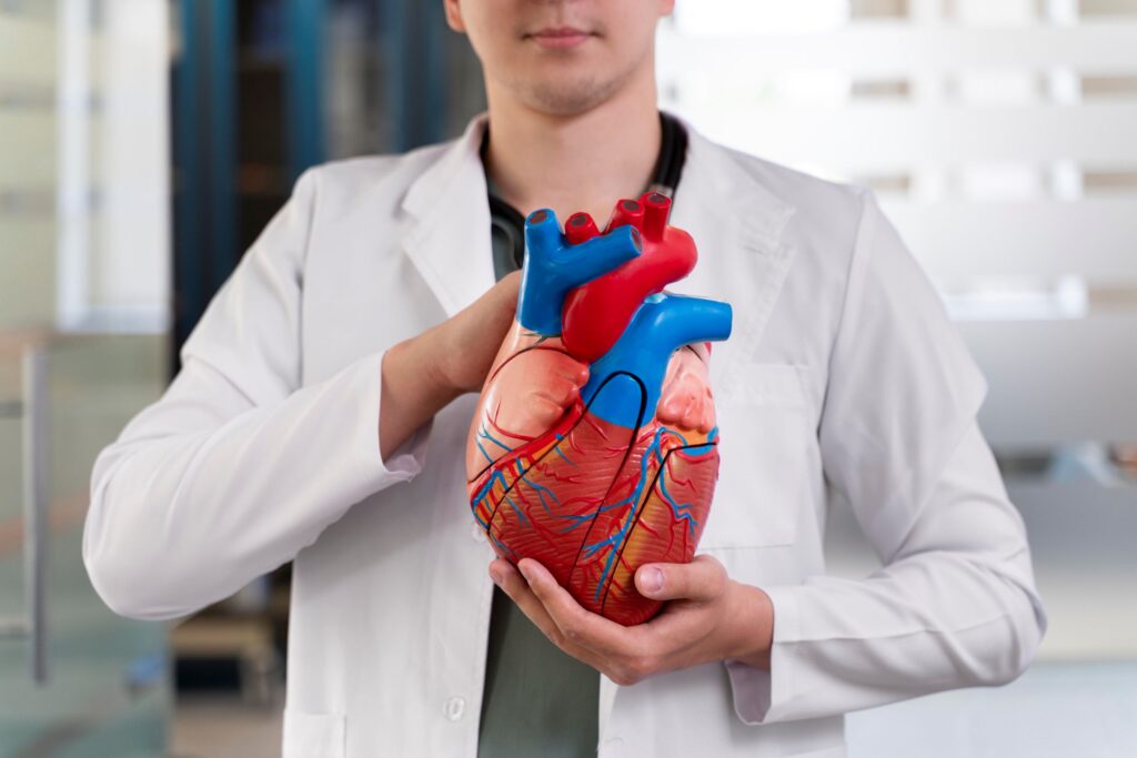 Maqueta de corazón humano representando un infarto de miocardio, una de las principales causas de muerte en el mundo