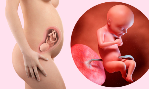 Imagen para: Desarrollo Fetal en el Segundo Trimestre: Una Mirada en Profundidad