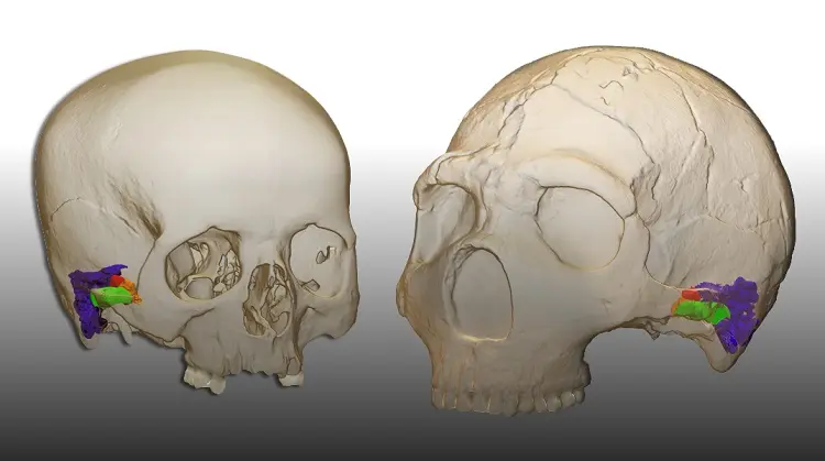 Imagen para: Investigadores españoles encuentran la evidencia paleontológica que demuestra que los neandertales hablaban