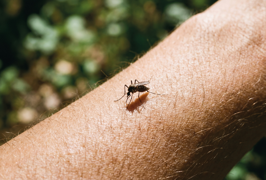 Imagen para: Mosquitos en verano: cómo evitar sus picaduras y protegerte de sus riesgos 