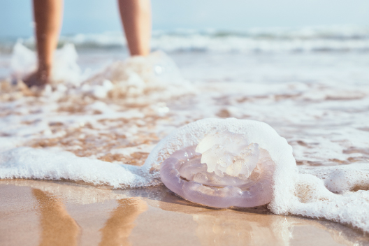 Medusa en la arena de la playa cerca de los pies de un bañista, advirtiendo el riesgo de picadura.