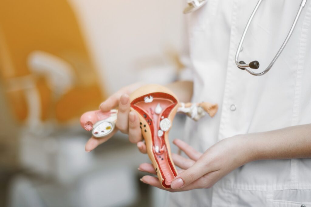 Maqueta de aparato reproductor femenino sujetada por ginecóloga