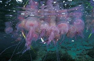 Imagen para: Picaduras de medusa, ¿qué podemos hacer?